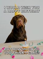 verjaardagskaart met hond met feesthoed